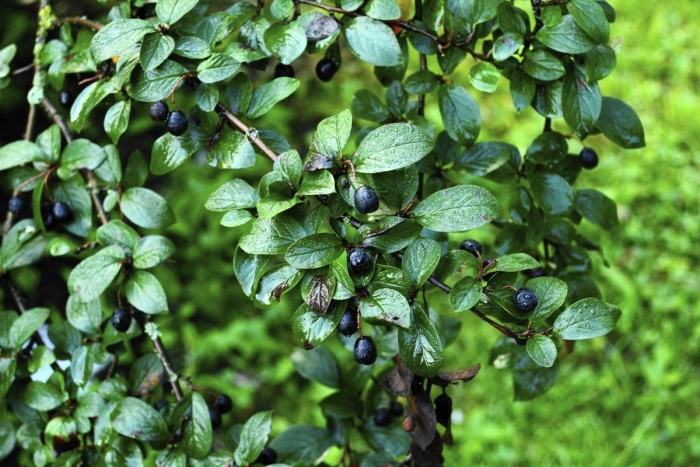 Кизильник черноплодный