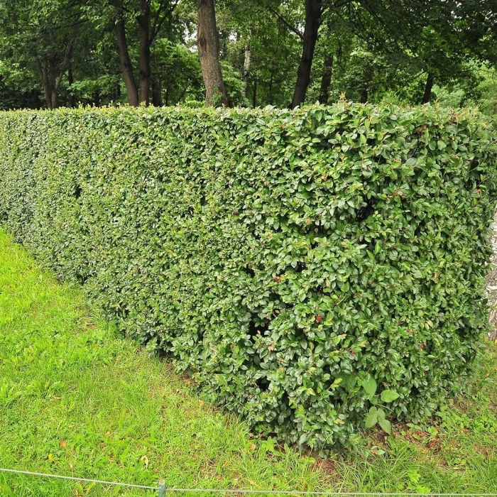 Живая изгородь кизильник
