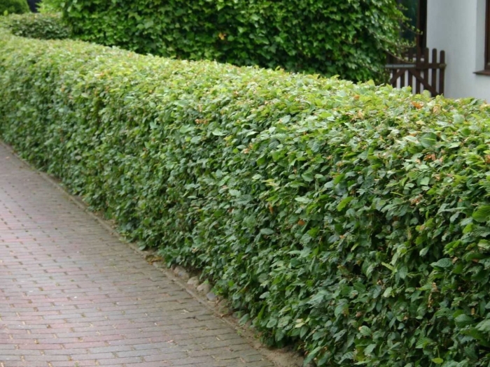 Живая изгородь кизильник блестящий