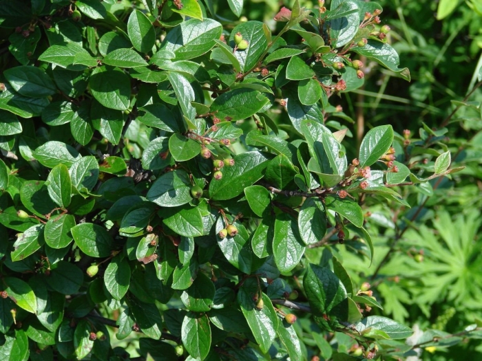 Кизильник cotoneaster lucidus