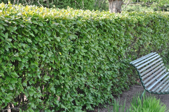 Кизильник блестящий изгородь