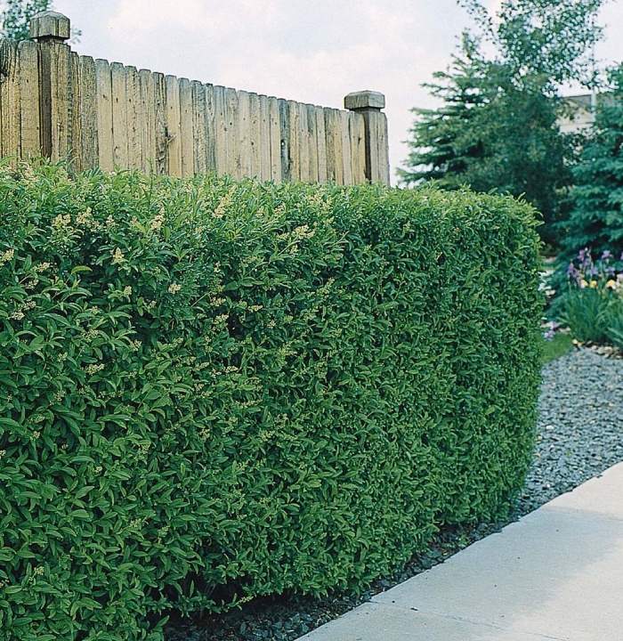 Живая изгородь бирючина