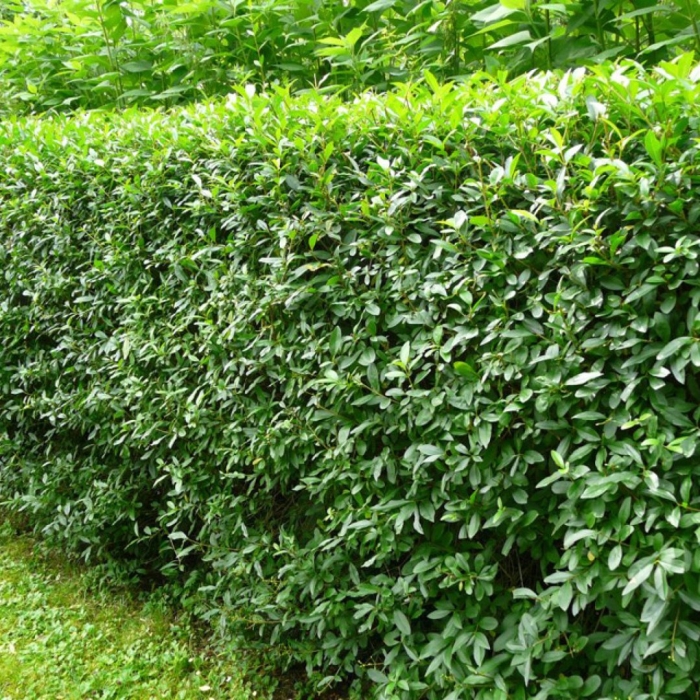 Бирючина обыкновенная ligustrum vulgare