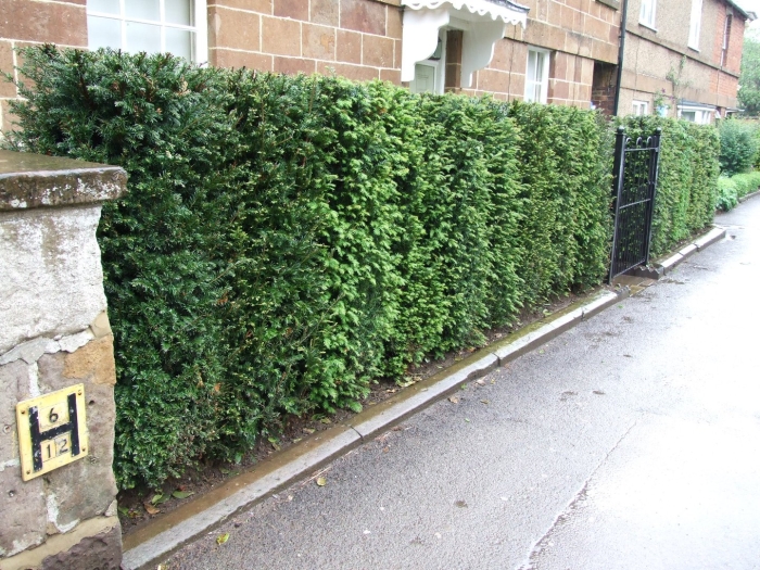 Живая изгородь туя брабант