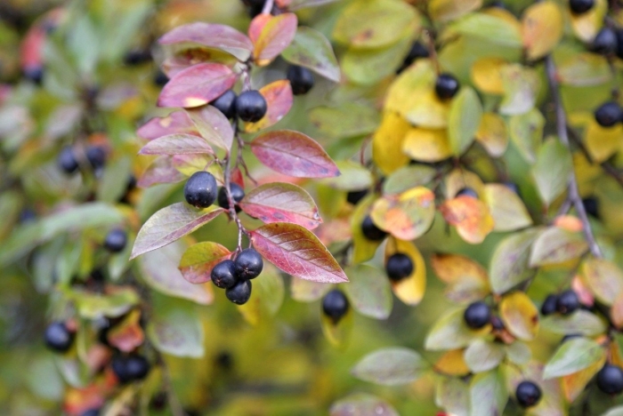 Кизильник ягоды съедобные