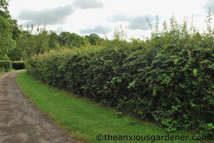 Клен гиннала изгородь