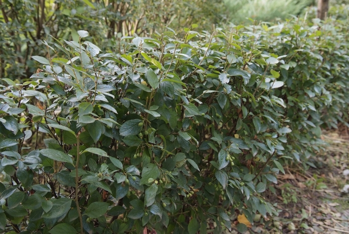 Кизильник серебристый