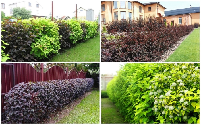 Пузыреплодник калинолистный барбарис