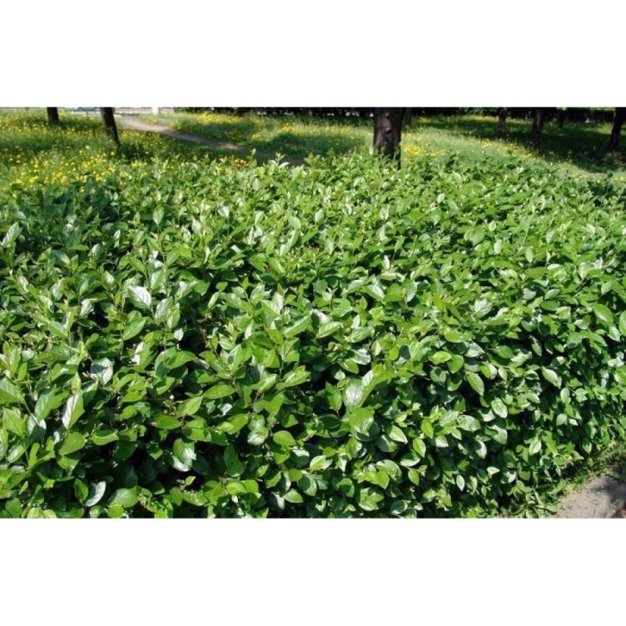 Кизильник блестящий саженцы