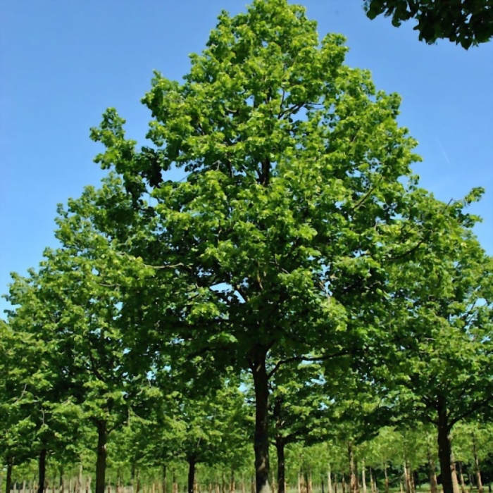 Acer pseudoplatanus negenia