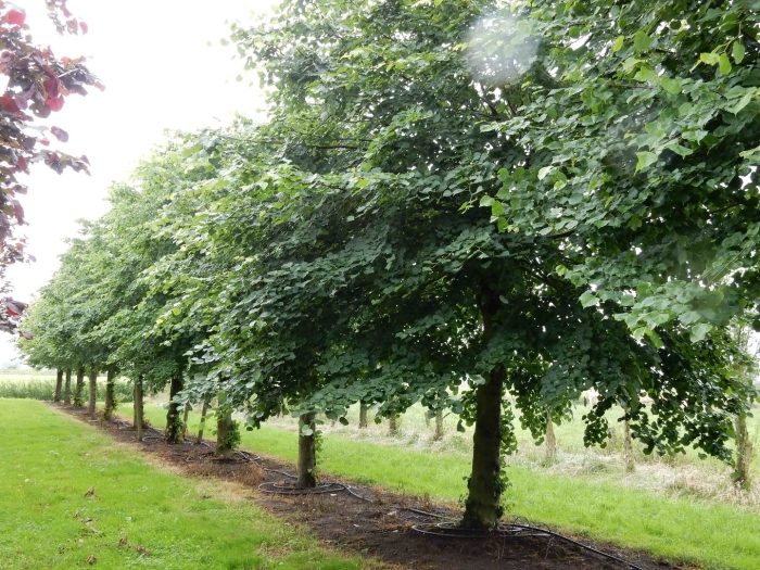 Липа крупнолистная рубра