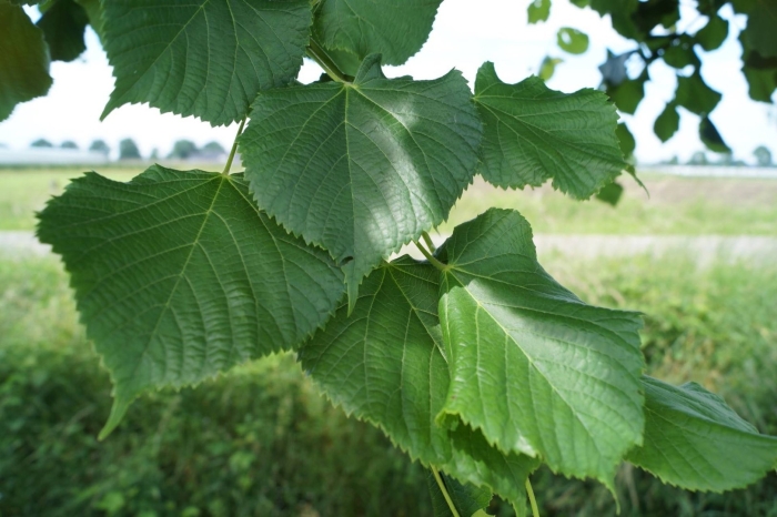 Tilia platyphyllos