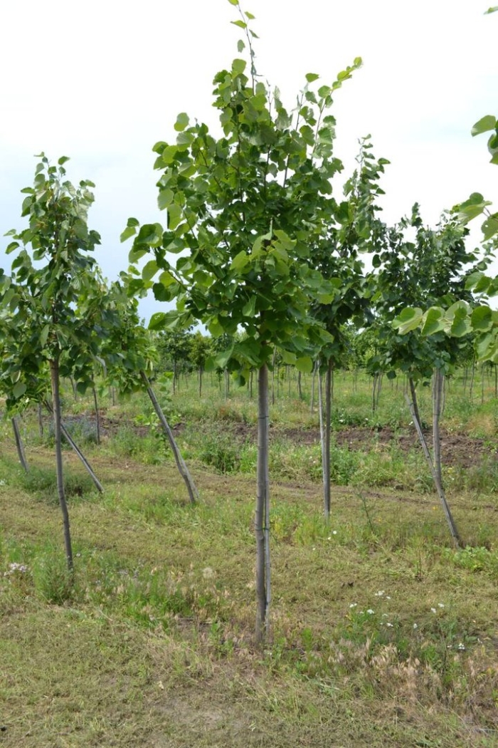 Саженец липы