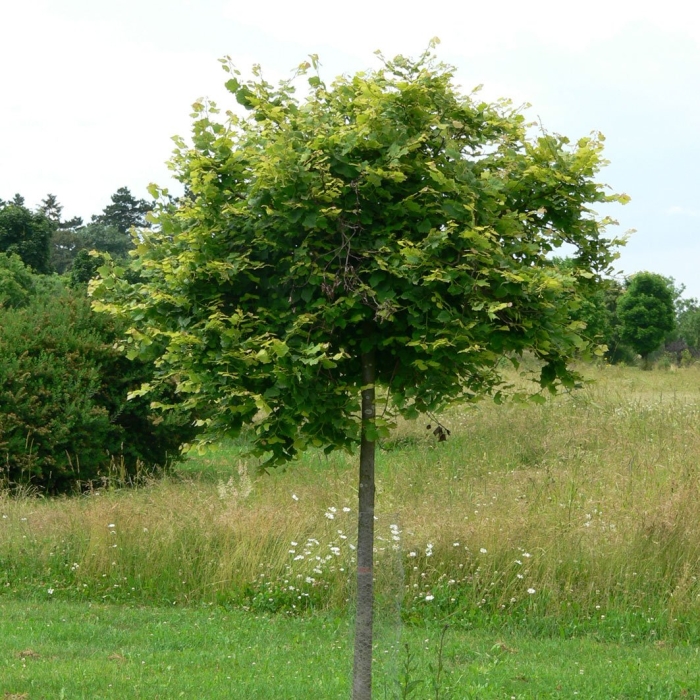 Липа tilia platyphyllos