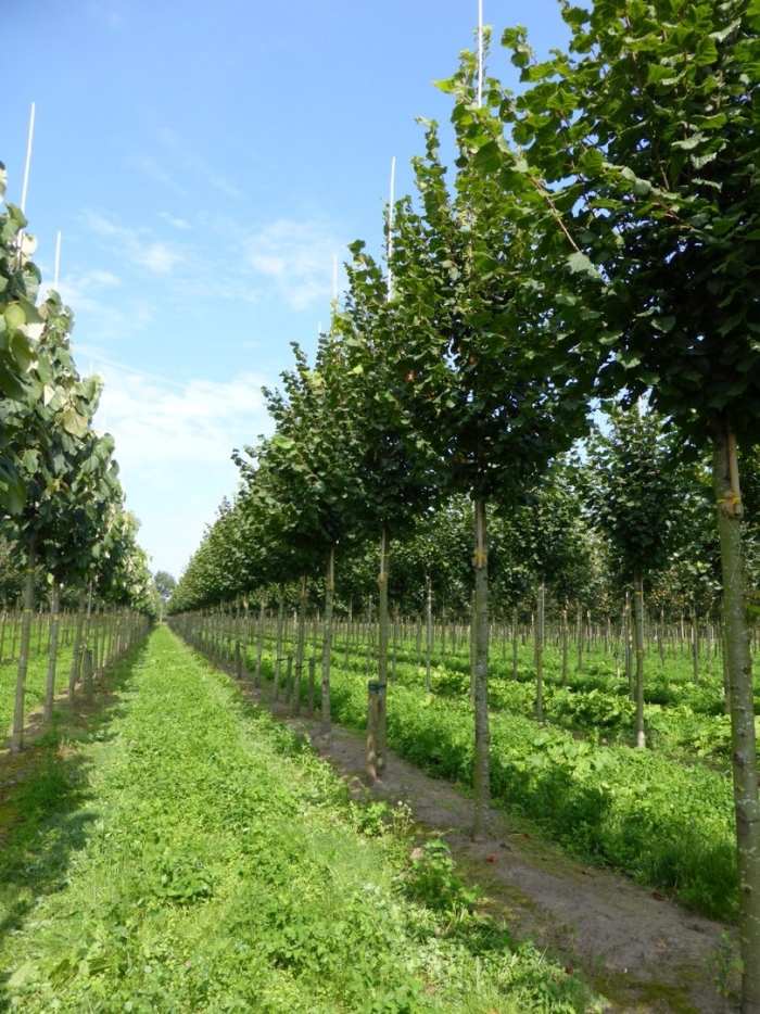 Липа крупнолистная фастигиата