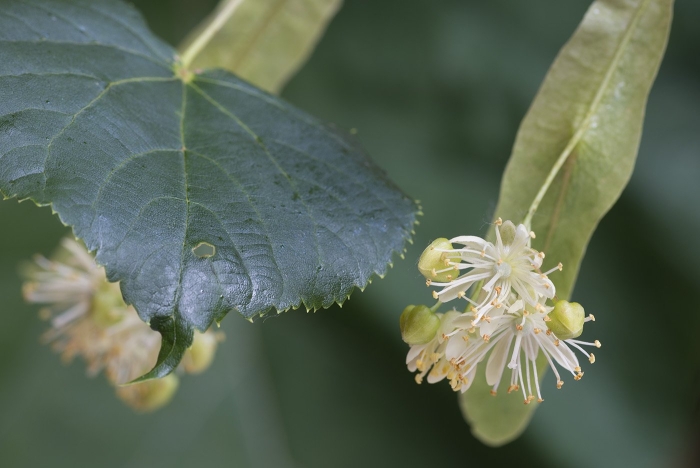 Липа плосколистная крупнолистная