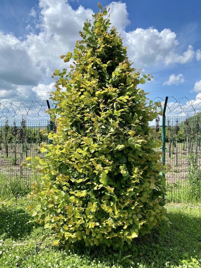 Липа ратхаус