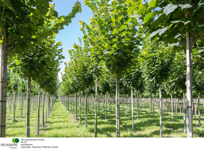 Липа мелколистная tilia cordata