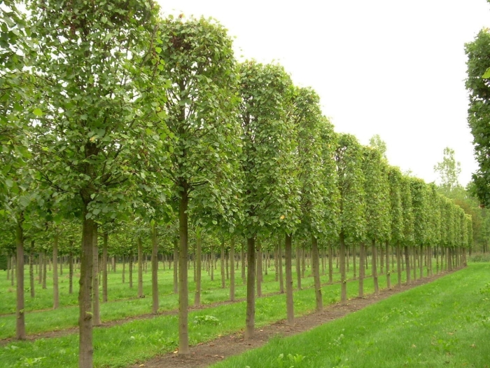 Carpinus betulus изгородь