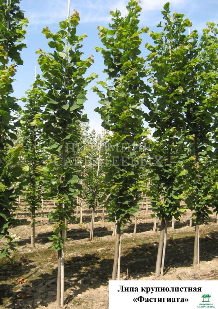 Липа фастигиата