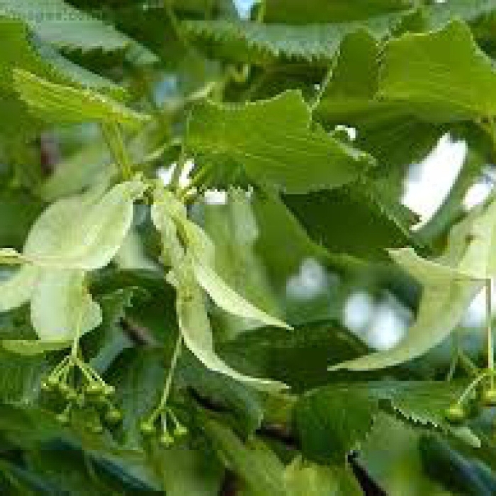 Липа platyphyllos