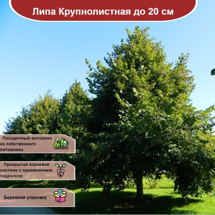 Липа европейская крупнолистная