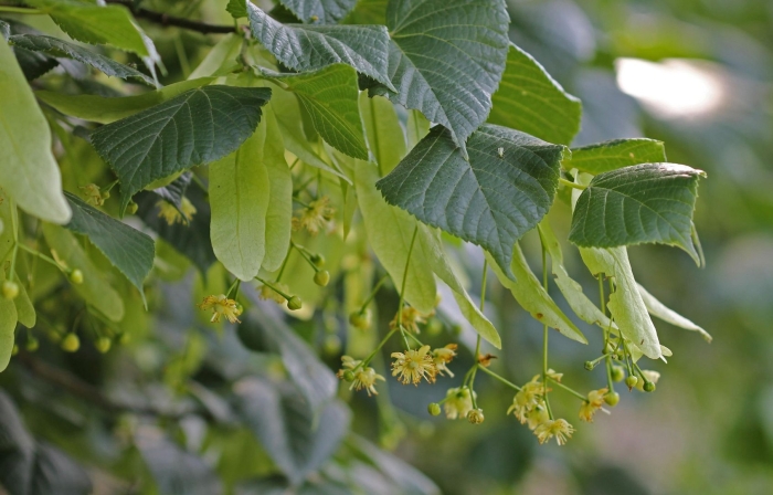 Липа мелколистная tilia cordata