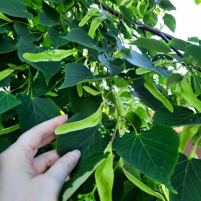 Липа дерево листья