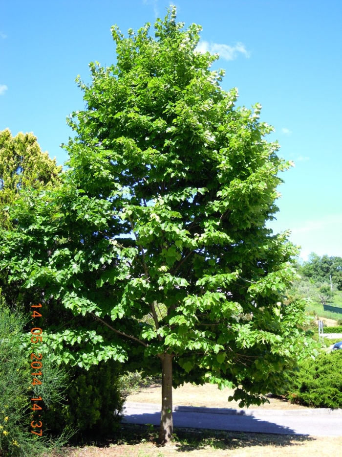 Липа войлочная tilia tomentosa