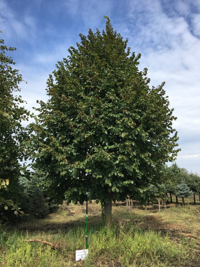 Липа мелколистная rancho