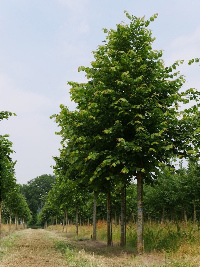 Липа крупнолистная tilia platyphyllos
