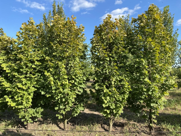 Липа крупнолистная  цельзат