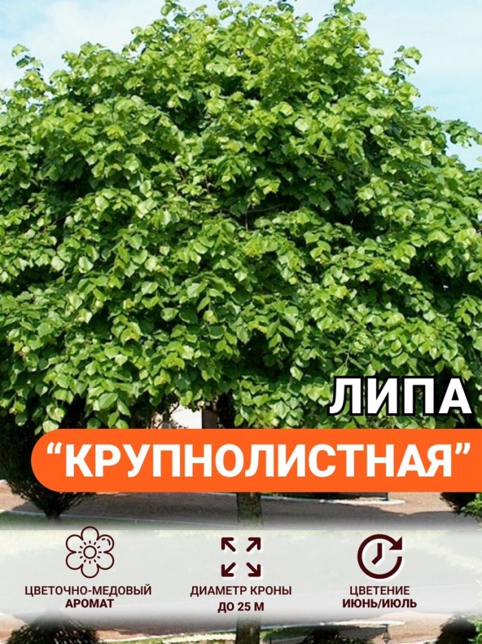 Липа мелколистная tilia cordata