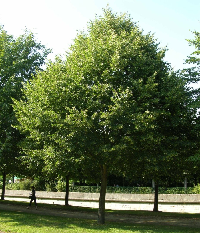 Липа европейская pallida