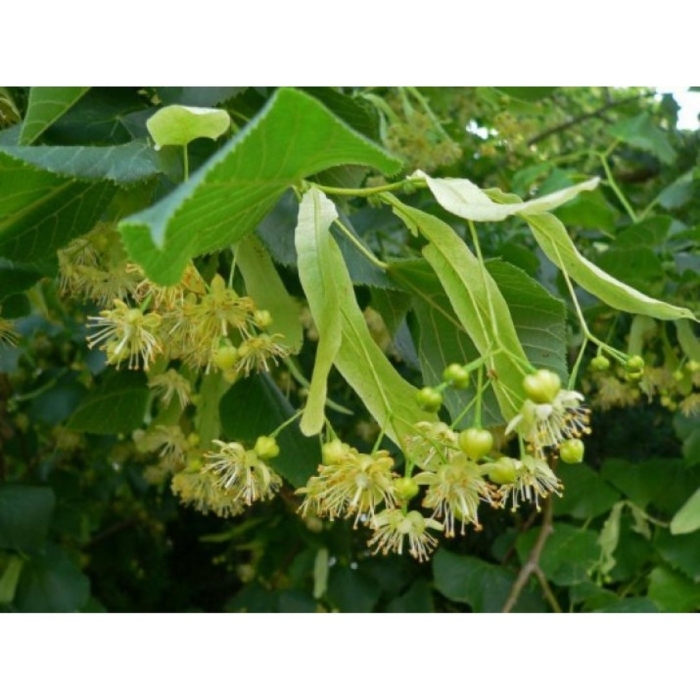 Липа сердцевидная