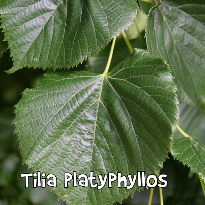 Липа маньчжурская (tilia mandshurica)