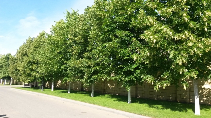 Аллея каштанов калининград