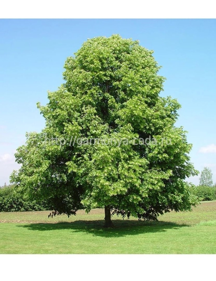 Липа мелколистная дерево