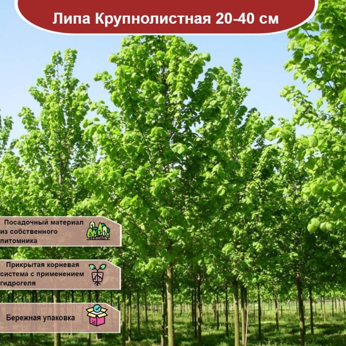 Липа мелколистная greenspire