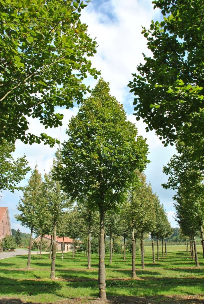 Липа крупнолистная tilia platyphyllos