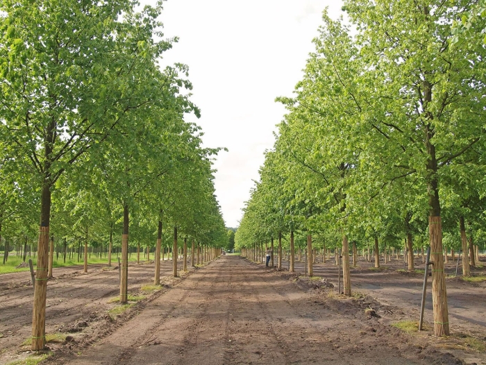 Липа мелколистная окс