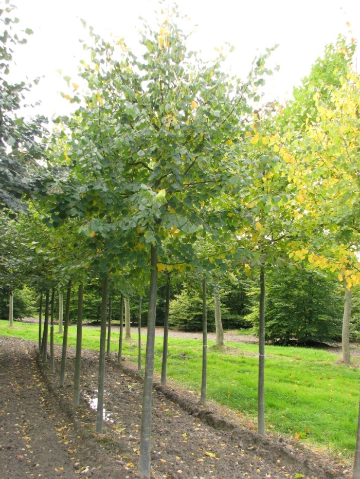 Липа мелколистная гринспаер