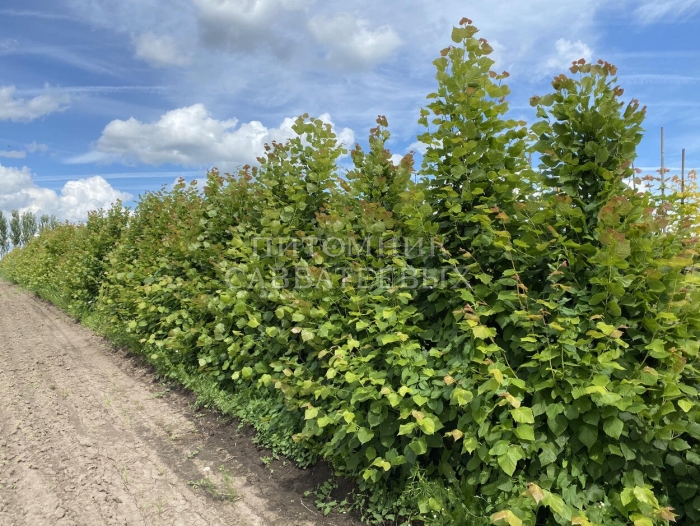 Лещина обыкновенная куст