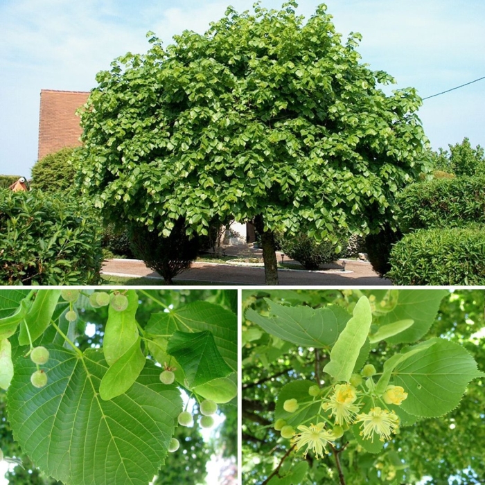 Липа кавказская крупнолистная