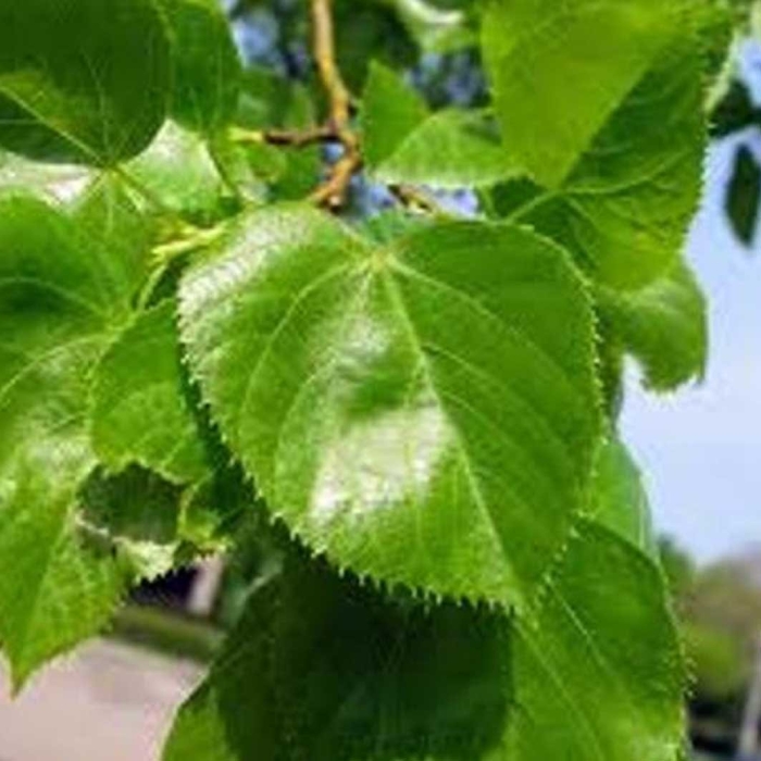 Липа крупнолистная лист