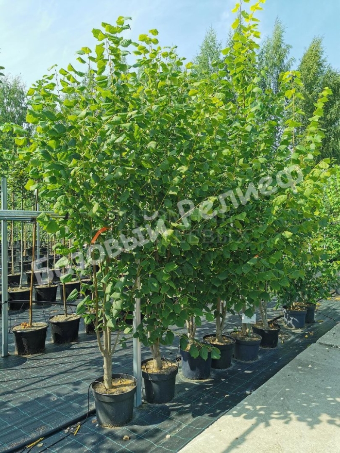 Липа крупнолистная пирамидалис