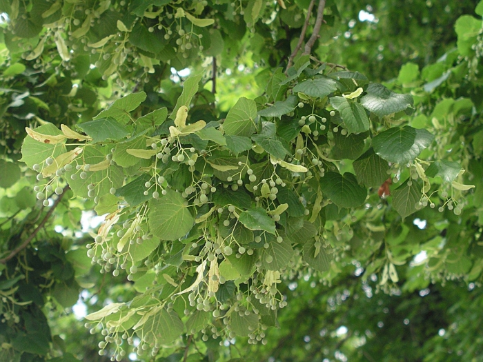 Липа мелколистная tilia cordata