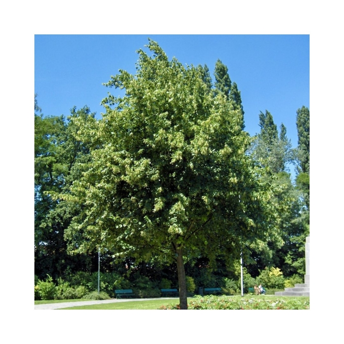 Липа мелколистная гринспайер