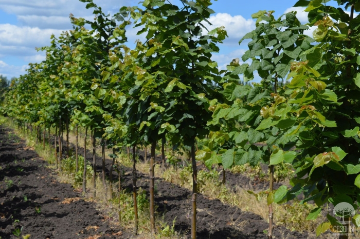 Липа крупнолистная  пирамидалис ауреа tilia platyphyllos pyramidales aurea