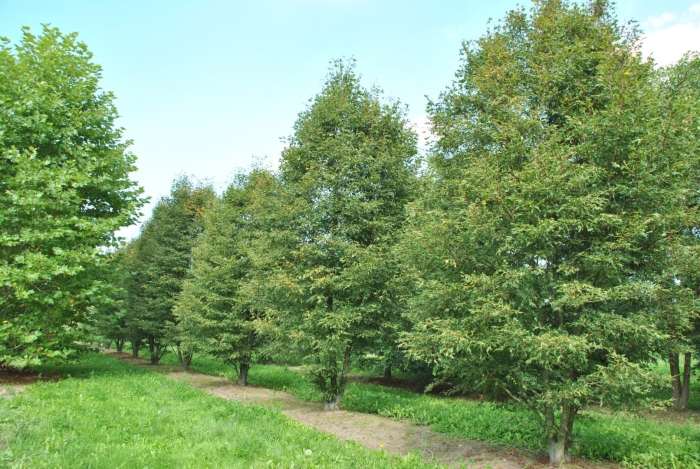 Tilia platyphyllos laciniata
